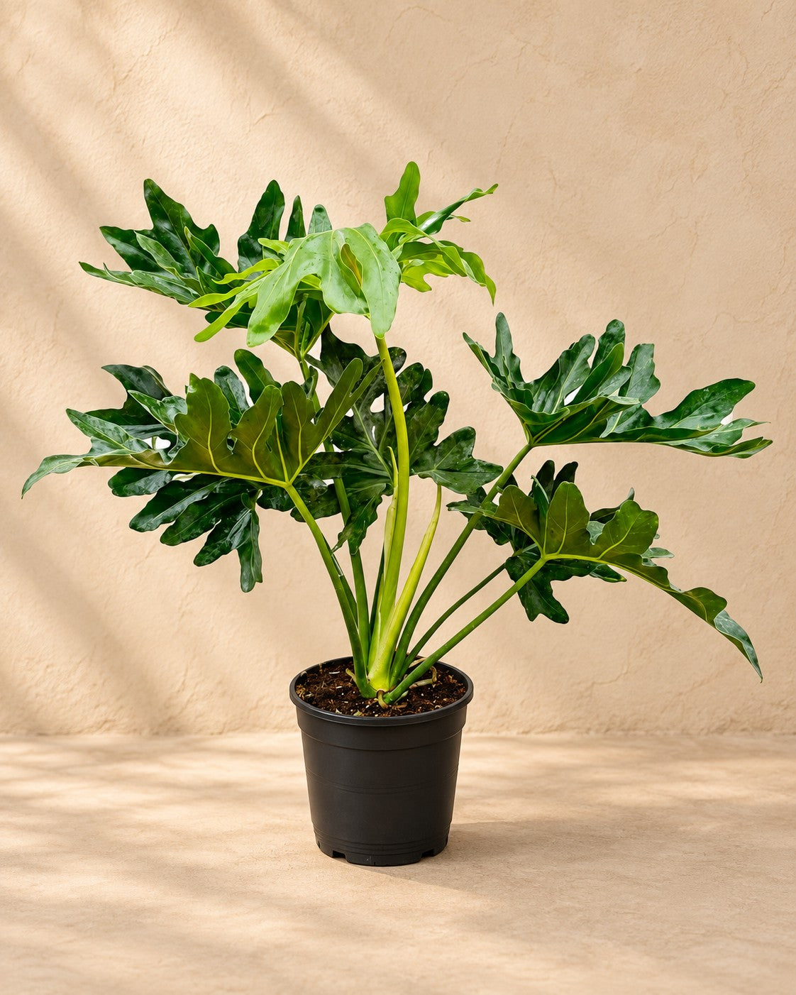 Philodendron Selloum (Philodendron bipinnatifidum), 60 cm høj i en 19 cm dyrkningspotte