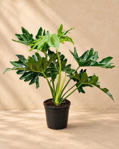 Philodendron Selloum (Philodendron bipinnatifidum), 60 cm høj i en 19 cm dyrkningspotte