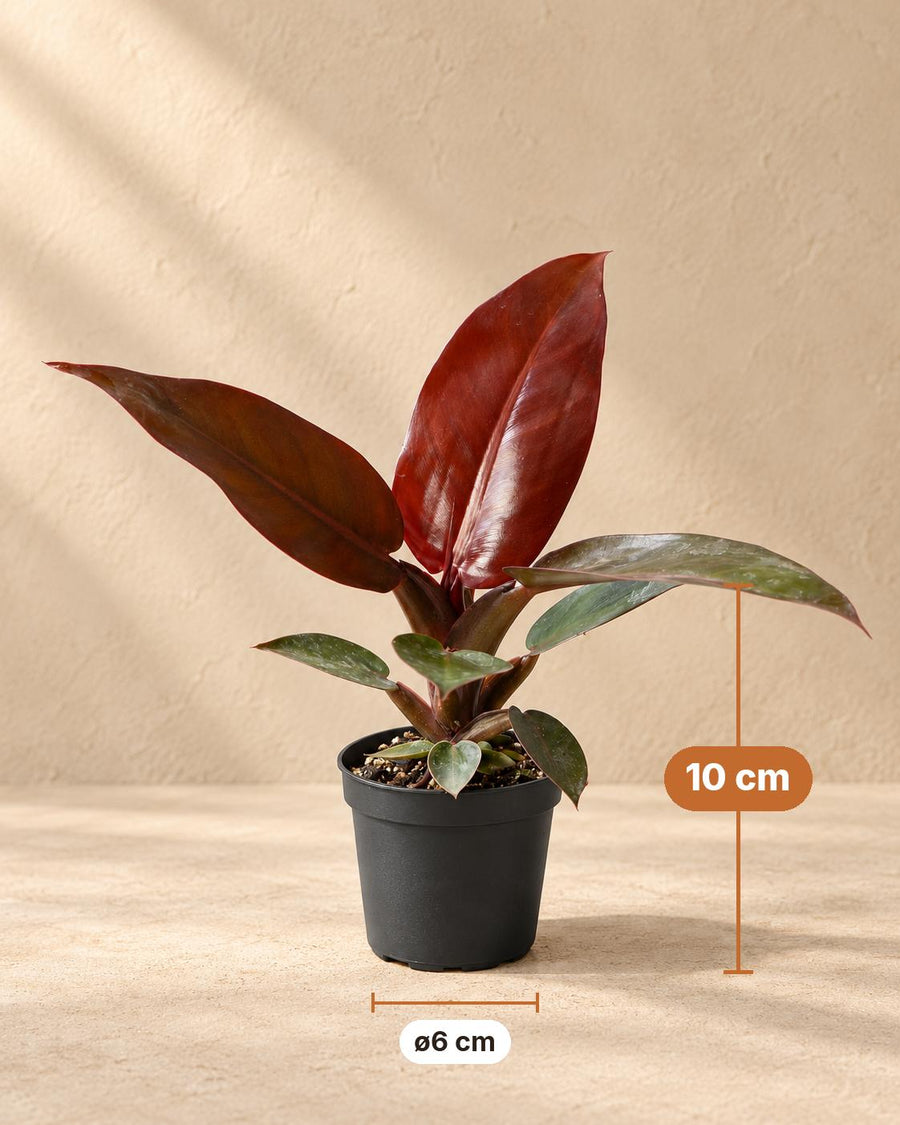 Philodendron 'Sun Red' 10 cm hoog, pot ø6 cm
