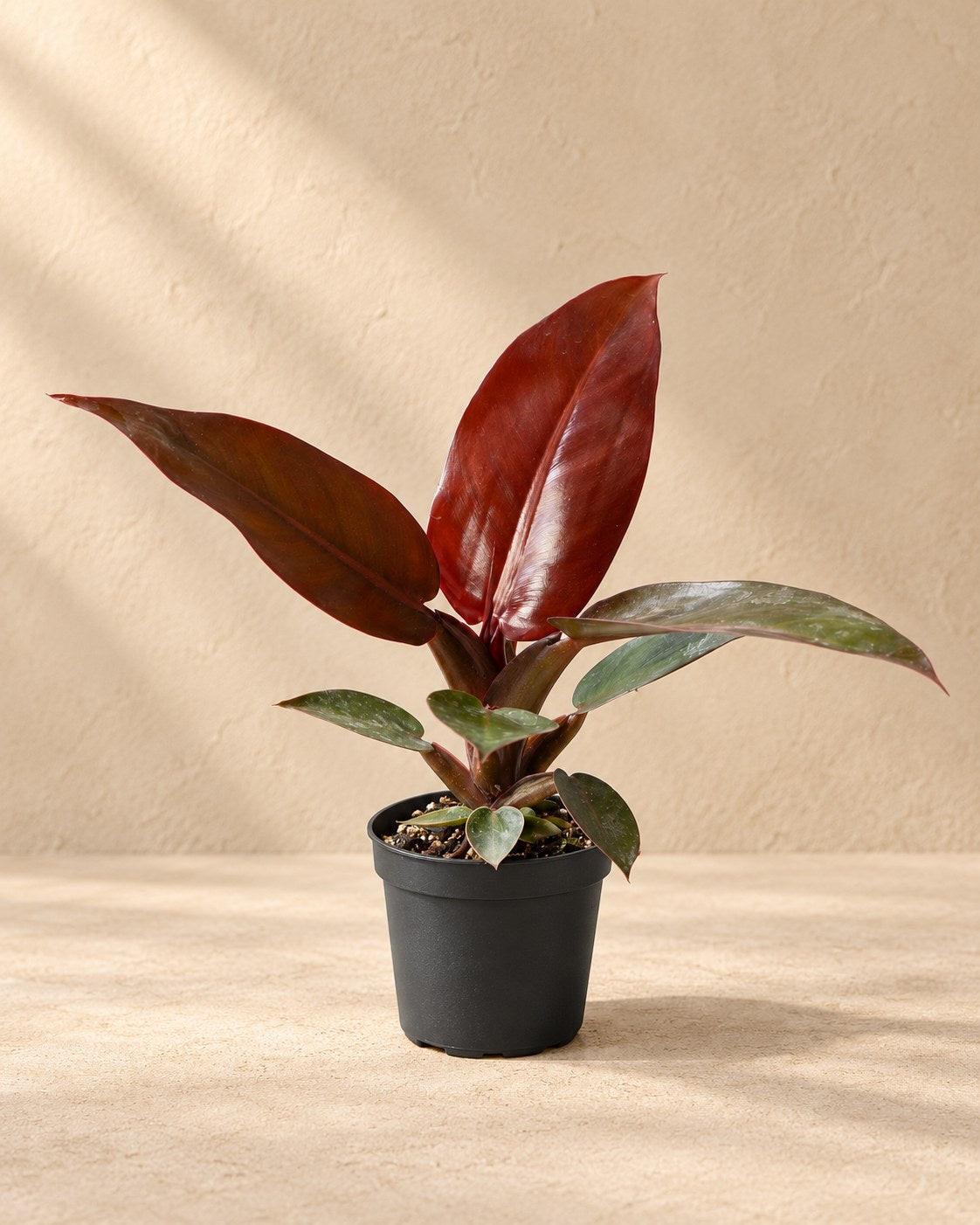 Philodendron 'Sun Red'