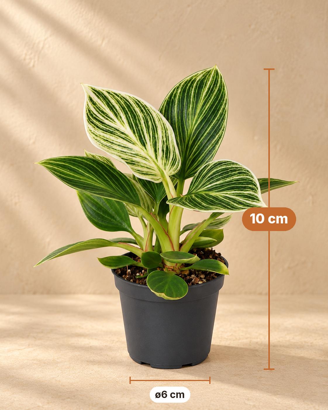 Philodendron 'White Measure' 10 cm de haut, pot ø6 cm