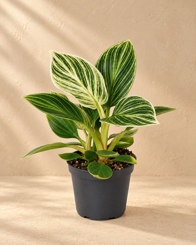 Philodendron 'White Measure' 10 cm de haut, pot ø6 cm