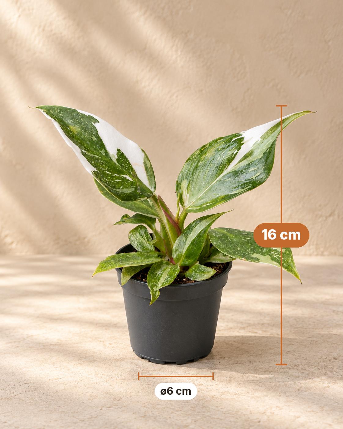 Philodendron 'White Princess', 16 cm hoog, pot ø6 cm
