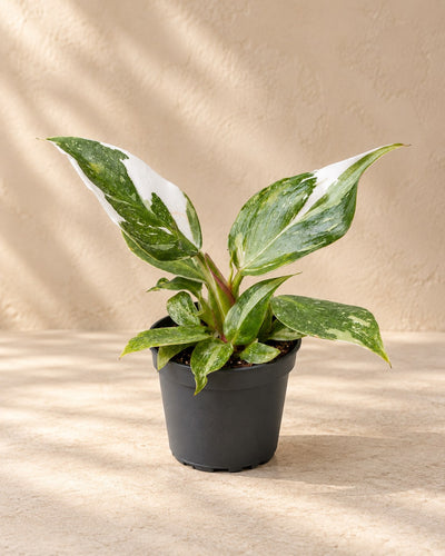 Philodendron 'White Princess'