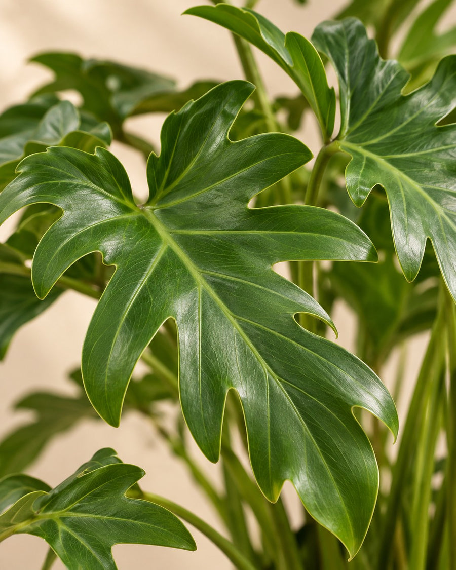Philodendron 'Xanadu' 100 cm hoog, pot ø35 cm