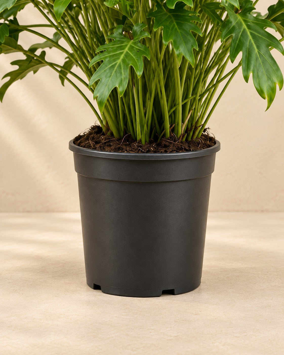 Onderste deel van de Philodendron 'Xanadu' (Philodendron xanadu) met de kweekpot