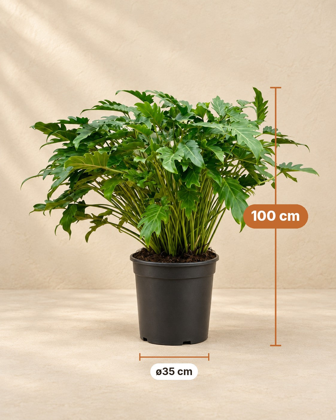 Afmetingen Philodendron 'Xanadu': 100 cm hoog, pot ø35 cm
