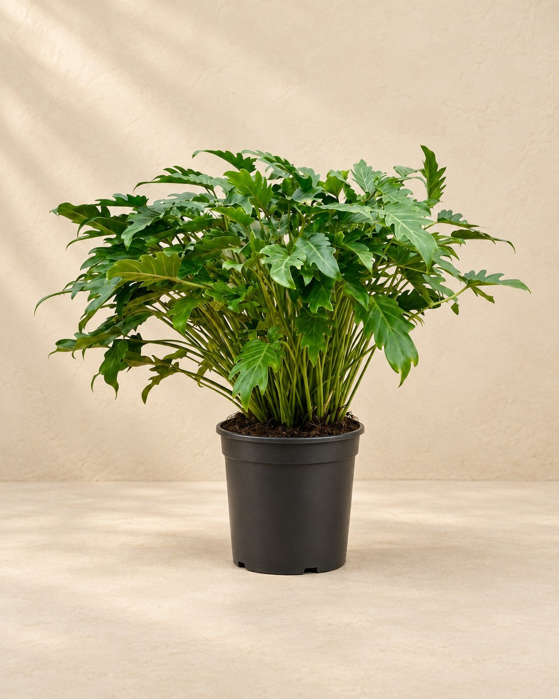 Philodendron 'Xanadu' (Philodendron xanadu), 100 cm hoch im Anzuchttopf von 35 cm
