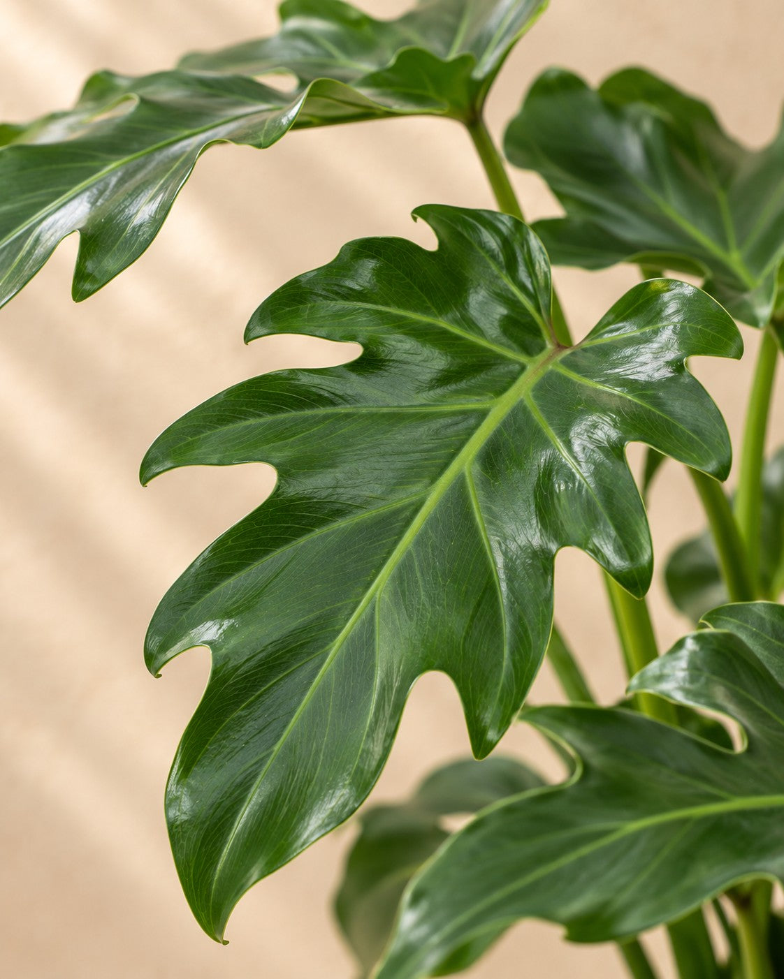 Närbild på bladen hos Philodendron 'Xanadu' (Philodendron xanadu)