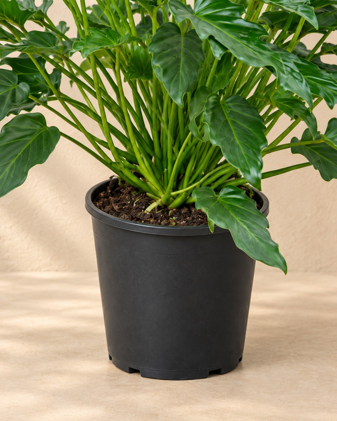 Nederste del af Philodendron Xanadu med dyrkningspotten