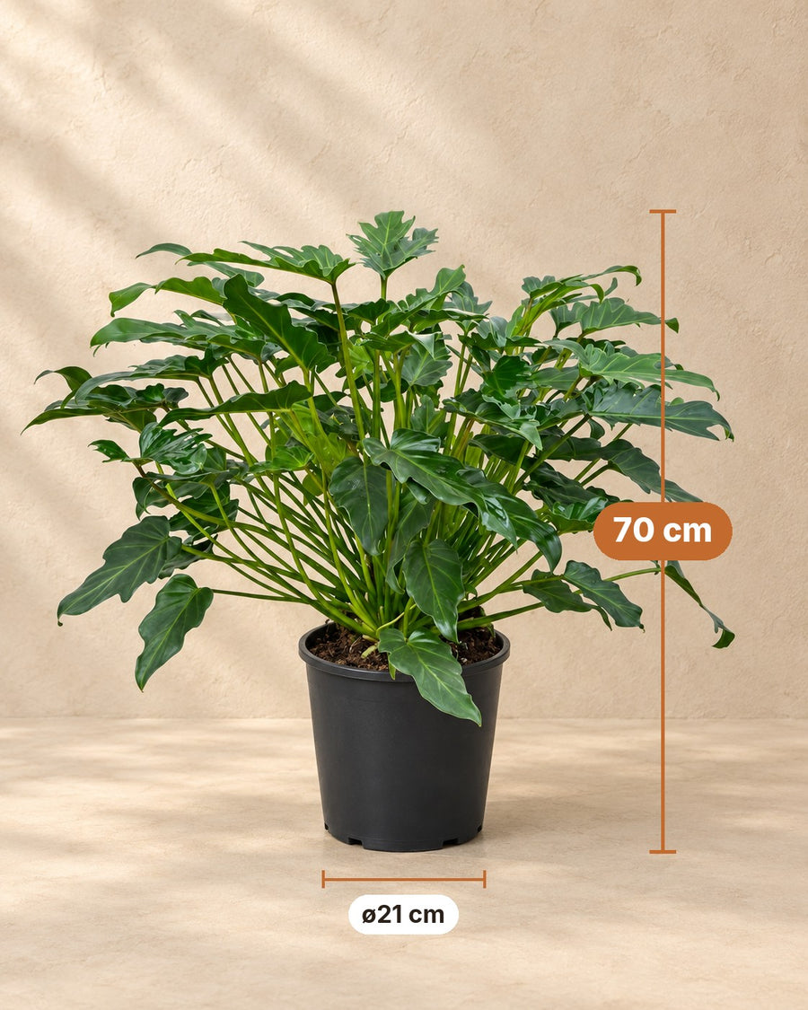 Philodendron Xanadu 70cm - ø21
