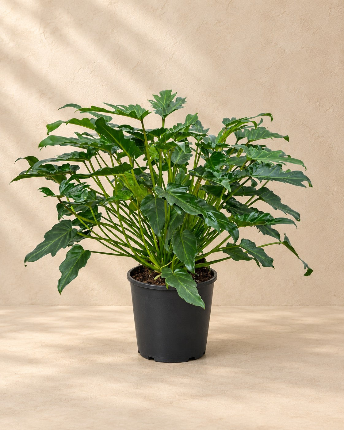 Philodendron 'Xanadu' (Philodendron xanadu), 70 cm hög i en 21 cm odlingskruka