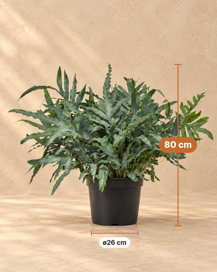 Blauwe varen (Phlebodium aureum 'Blue Star') 80 cm hoog, pot ø26 cm