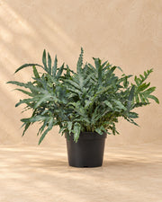 Blauwe varen (Phlebodium aureum 'Blue Star')
