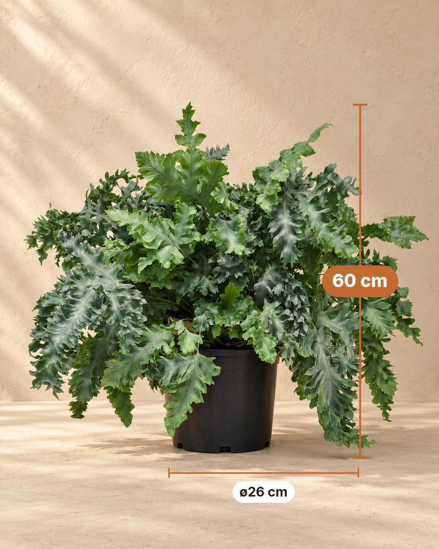 Goldener Eichenfarn (Phlebodium aureum 'Davana') 60 cm hoch, Topf ø26 cm