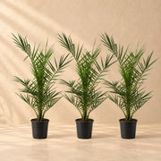 Phoenix canariensis (palmier des Canaris) 80 cm de haut, pot ø15 cm, lot de 3