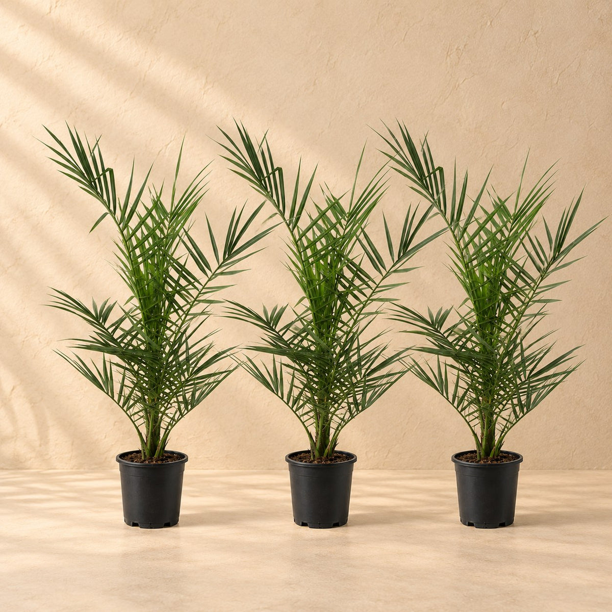Phoenix canariensis (palmier des Canaris) 80 cm de haut, pot ø15 cm, lot de 3