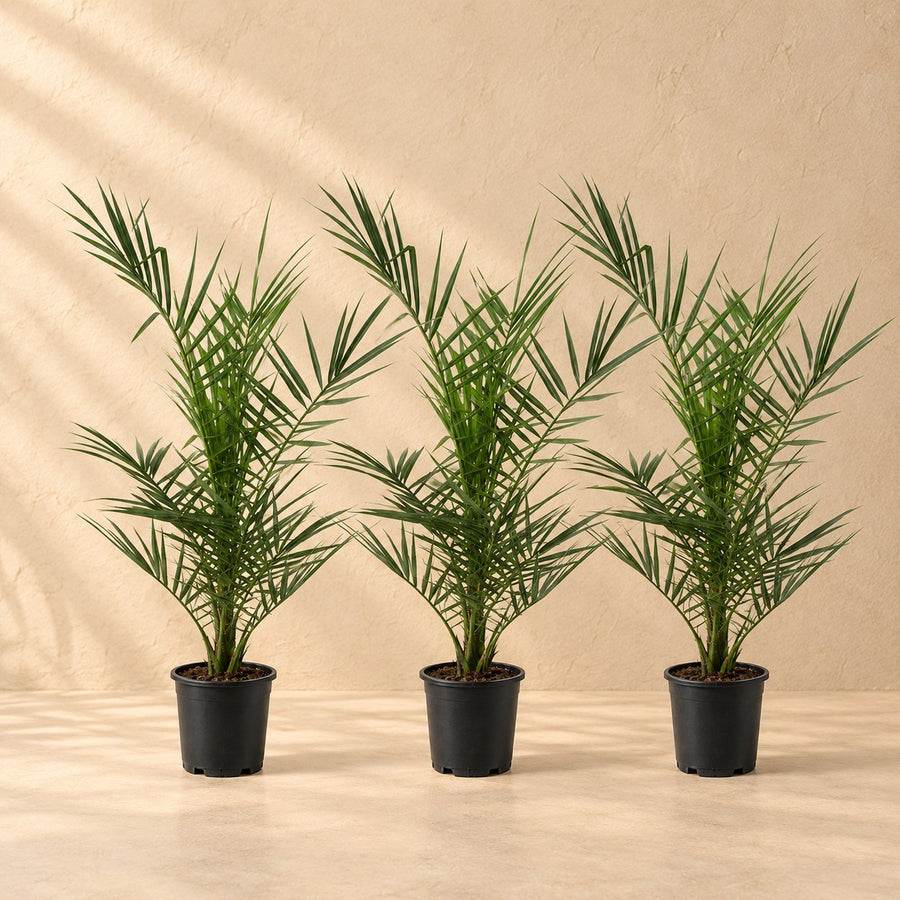 Phoenix canariensis (palmier des Canaris) 80 cm de haut, pot ø15 cm, lot de 3