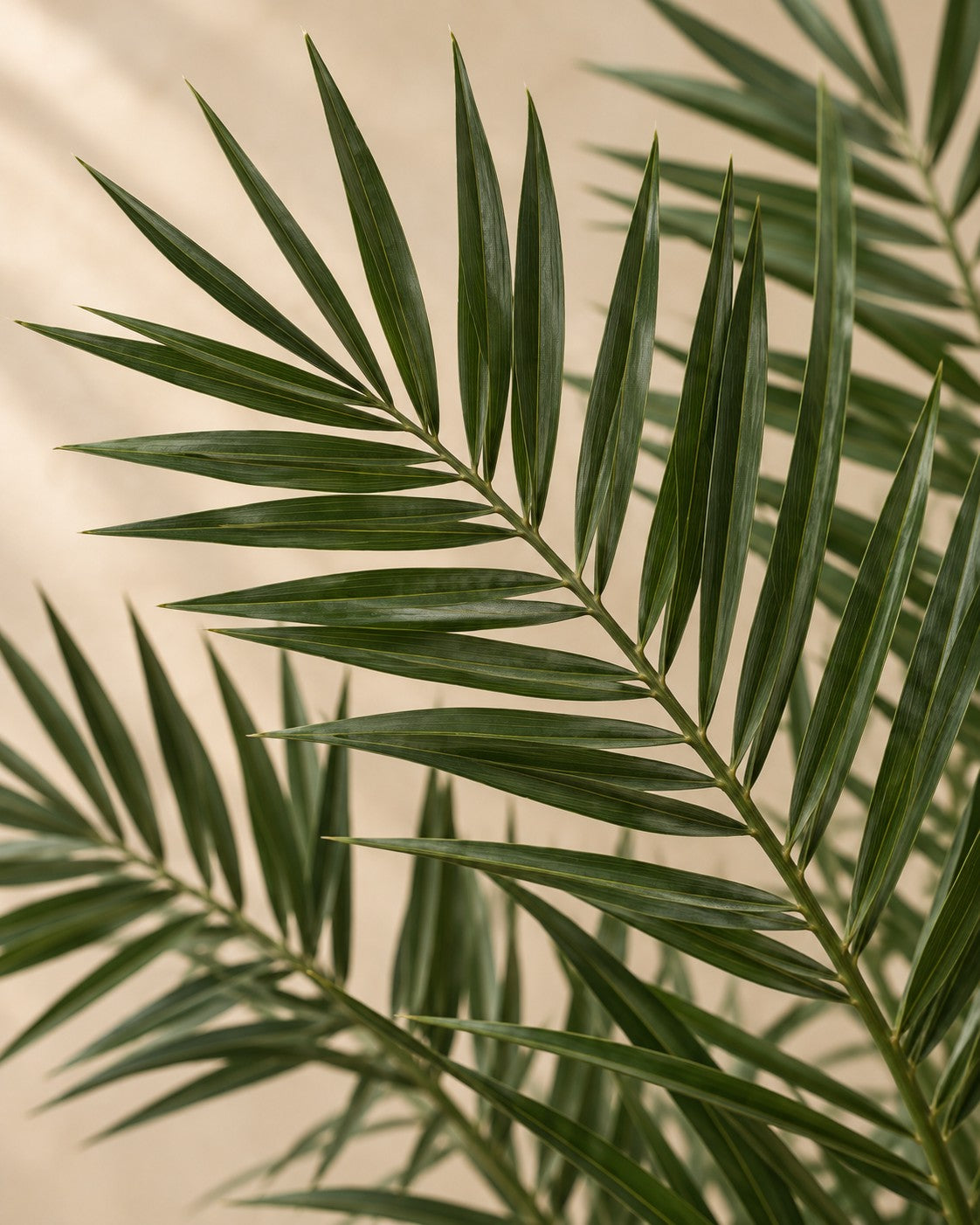 Nærbillede af bladene på Phoenix palme (Phoenix roebelenii)