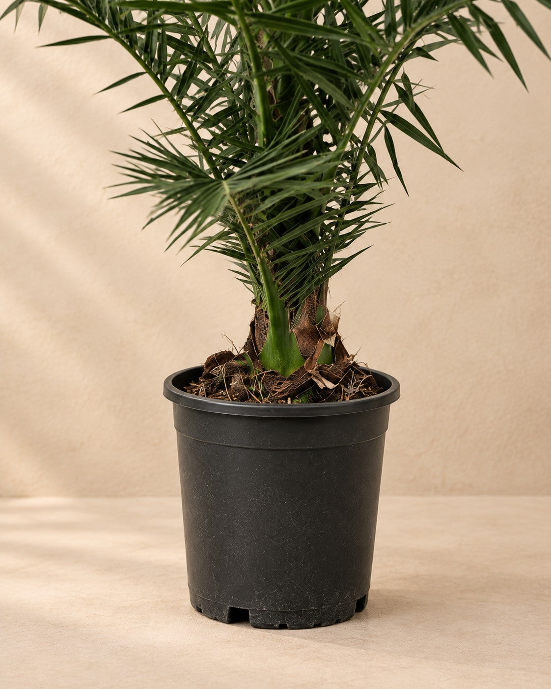 Onderste deel van de Phoenix palm (Phoenix roebelenii) met de kweekpot