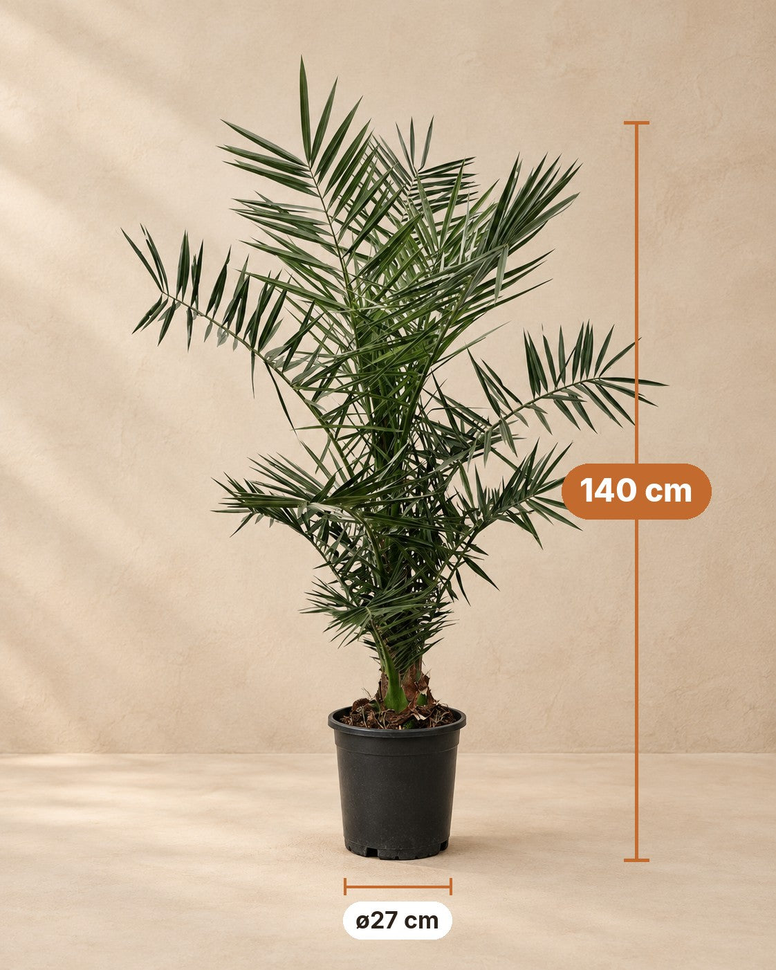 Afmetingen Phoenix palm: 140 cm hoog, pot ø27 cm