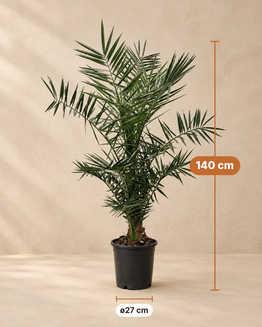 Phoenix palm 140cm - ø27