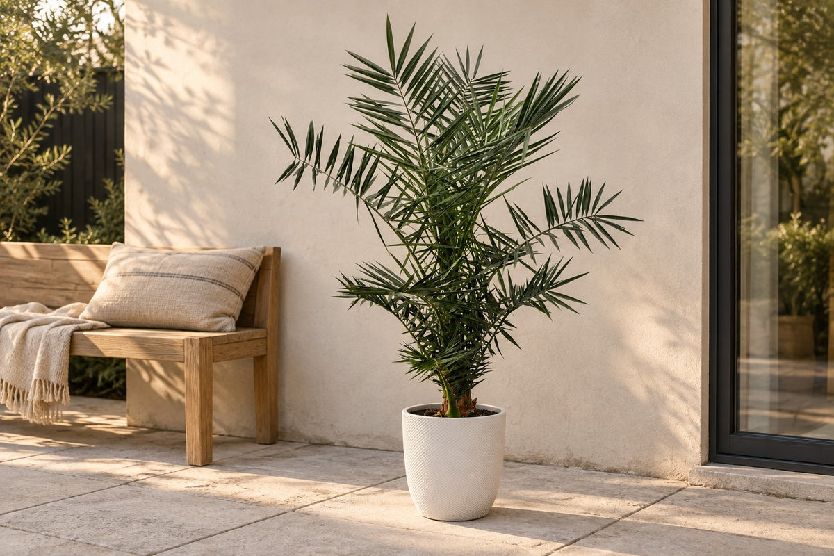 Phoenix Palme, 140 cm, in Übertopf Elho Jazz Round wit auf einer Terrasse