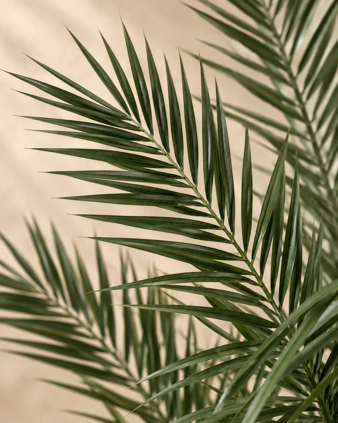 Close-up van het blad van de Phoenix palm (Phoenix roebelenii)