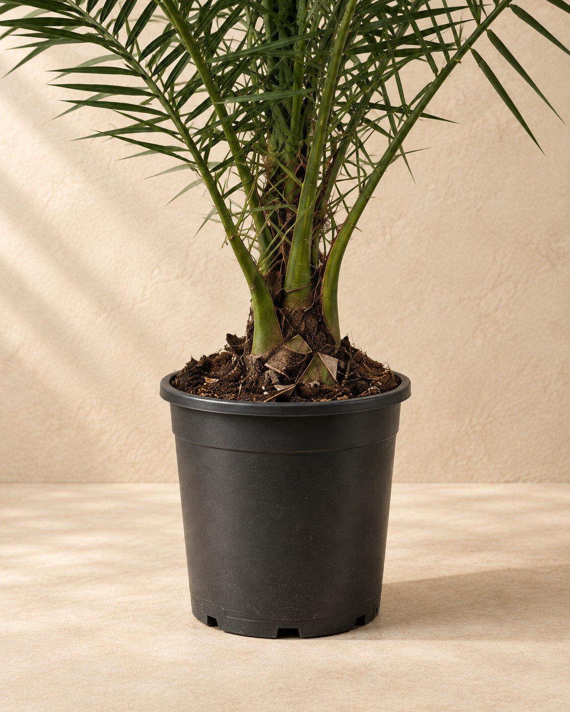 Onderste deel van de Phoenix palm (Phoenix roebelenii) met de kweekpot