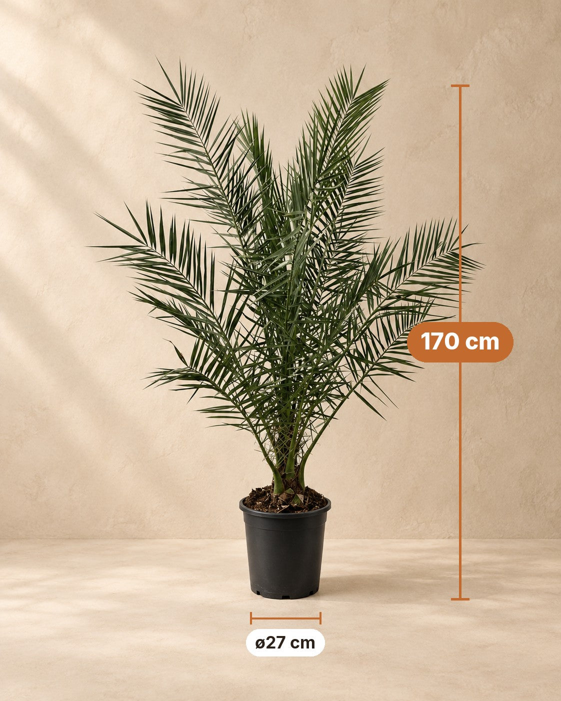 Afmetingen Phoenix palm: 170 cm hoog, pot ø27 cm