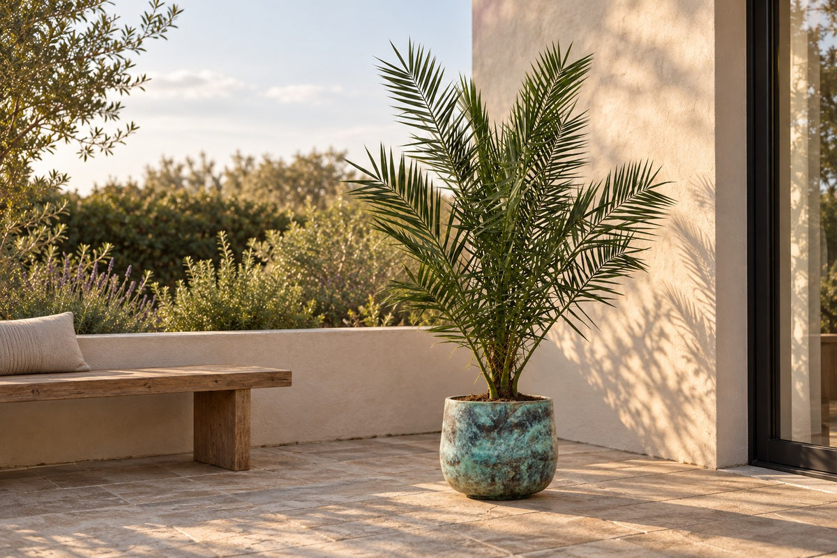Phoenix palm van 170 cm in sierpot Elisa Mystic Green op een terras
