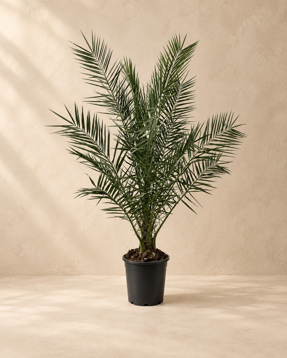 Phoenix palm (Phoenix roebelenii) van 170 cm hoog in kweekpot van 27 cm