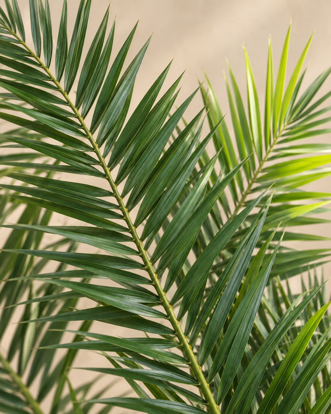 Close-up van het blad van de Phoenix palm (Phoenix roebelenii)
