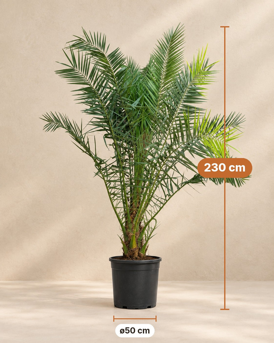 Phoenix palm 230cm - ø50