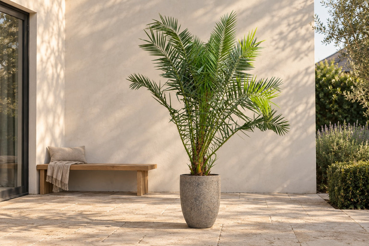 Phoenix palm van 230 cm in sierpot Mountain Hayes op een terras