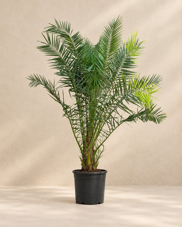 Palmier Phoenix