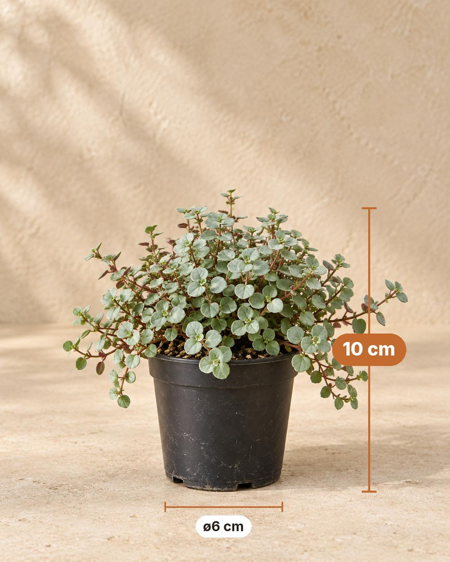 Pilea glauca 'Greyzy' 10 cm hoch, Topf ø6 cm