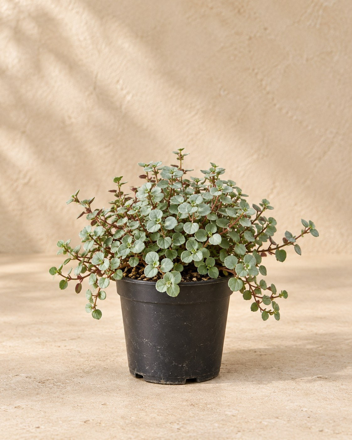 Pilea glauca 'Greyzy' 10 cm tall, pot ø6 cm