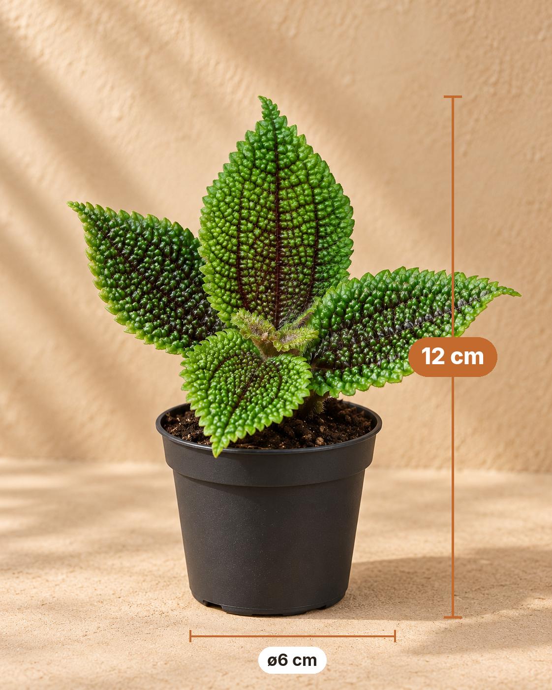 Freundschaftspflanze 12 cm hoch, Topf ø6 cm