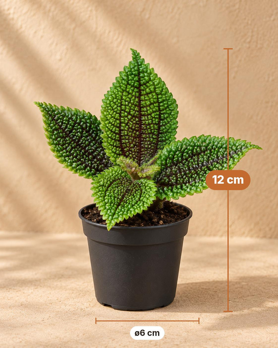 Freundschaftspflanze (Pilea involucrata 'Moon Valley') 12 cm hoch, Topf ø6 cm