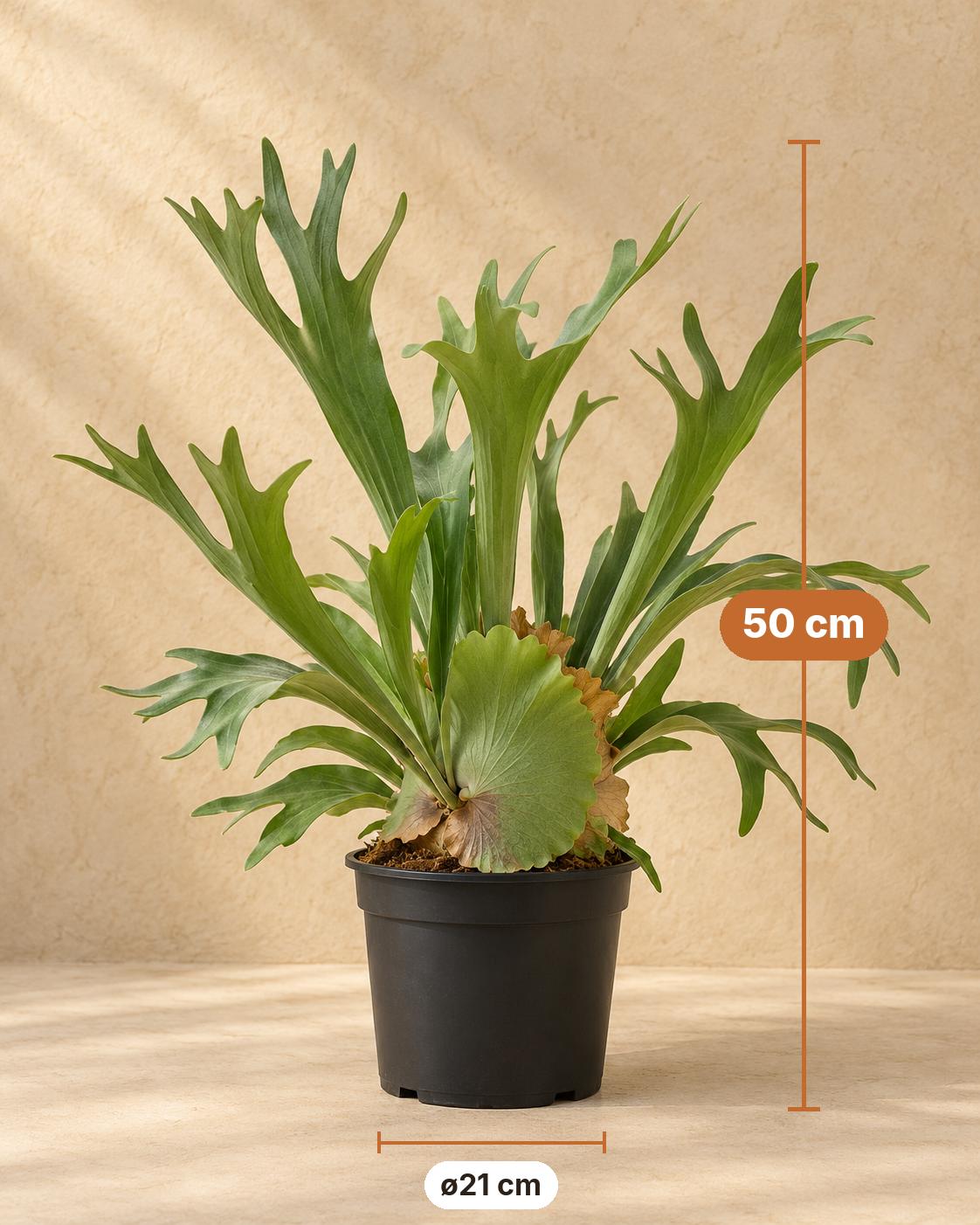 Geweihfarn 50 cm hoch, Topf ø21 cm