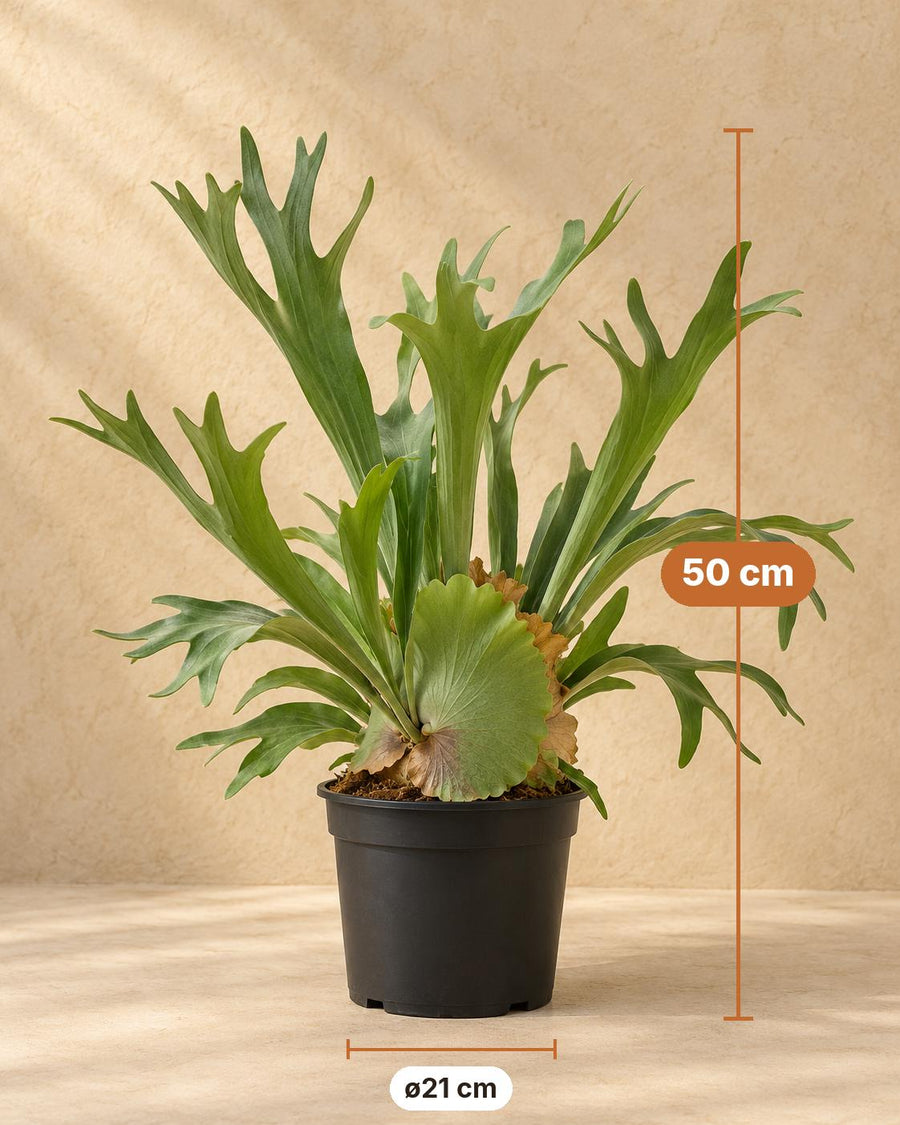 Geweihfarn (Platycerium bifurcatum) 50 cm hoch, Topf ø21 cm