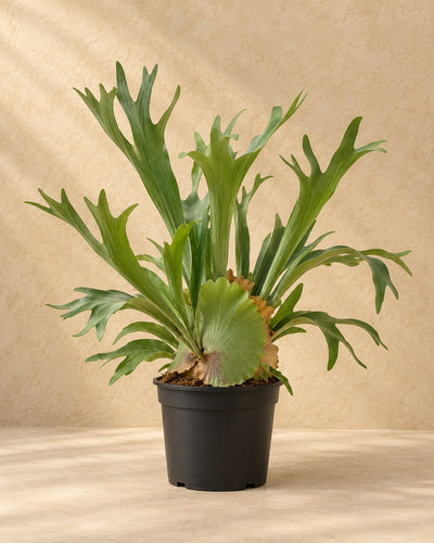 Geweihfarn 50 cm hoch, Topf ø21 cm