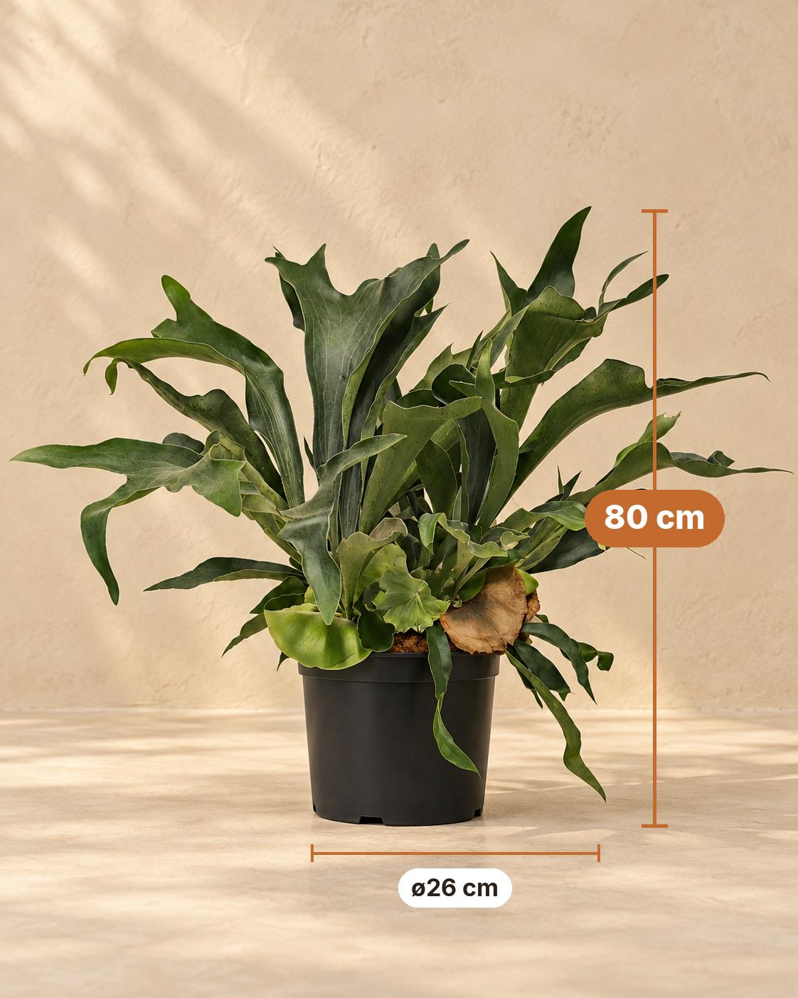 Łosioróg 80 cm wysokości, doniczka ø26 cm