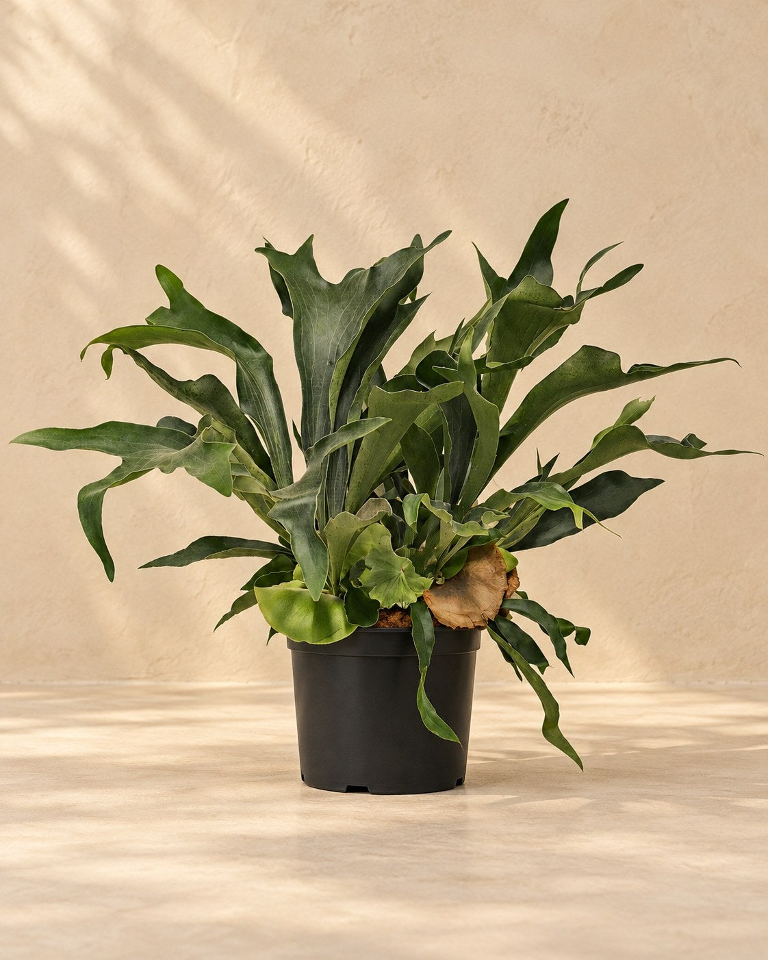 Łosioróg 80 cm wysokości, doniczka ø26 cm