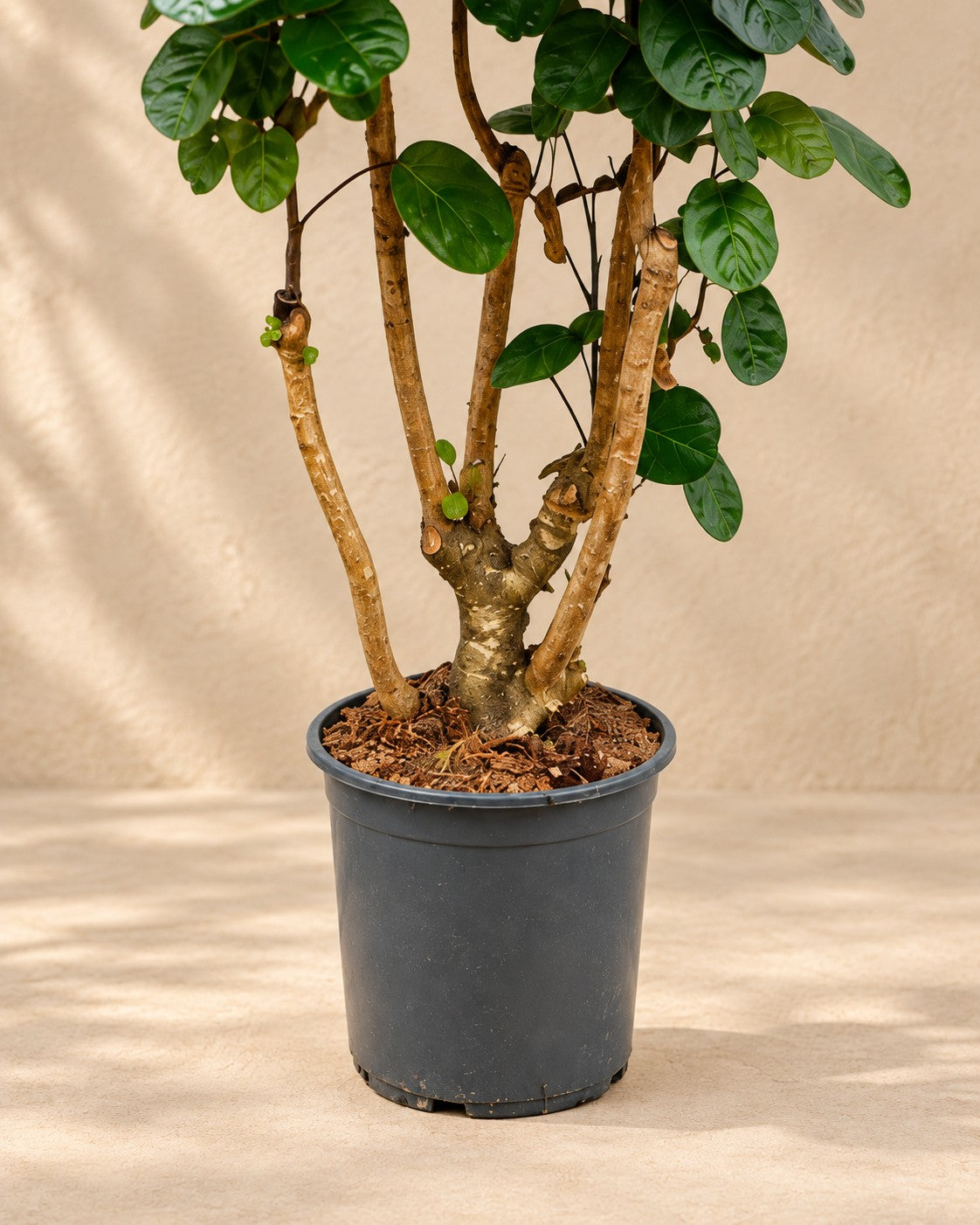 Onderste deel van de Polyscias Fabian (Polyscias scutellaria 'Fabian') met de kweekpot