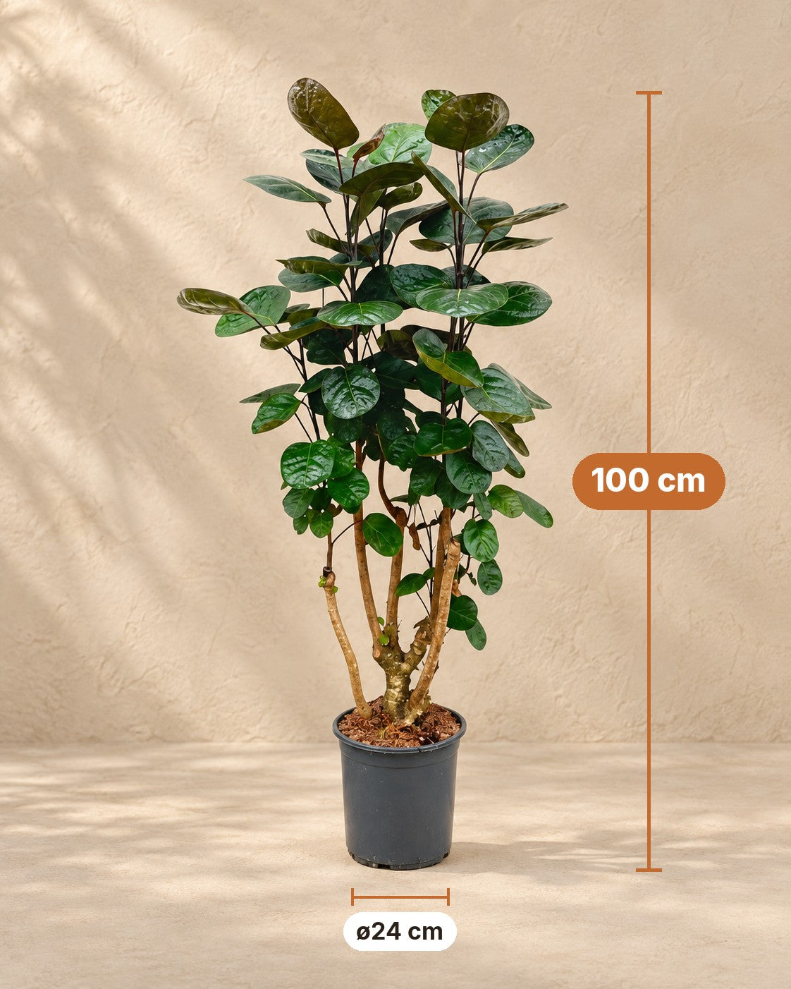 Afmetingen Polyscias Fabian: 100 cm hoog, pot ø24 cm