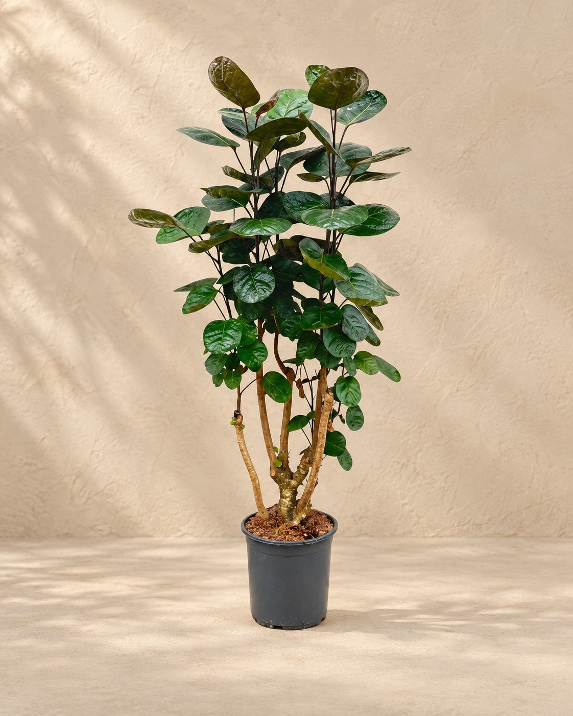 Polyscias Fabian (Polyscias scutellaria 'Fabian'), 100 cm de altura en maceta de cultivo de 24 cm