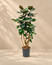 Polyscias Fabian (Polyscias scutellaria 'Fabian') van 100 cm hoog in kweekpot van 24 cm