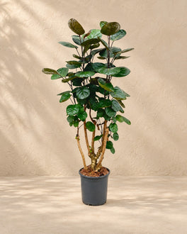 90 cm